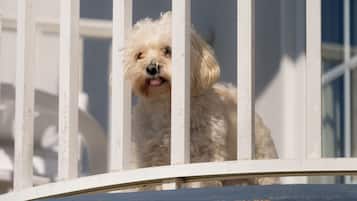 Un perro blanco pequeño detrás de una barandilla blanca, mirando un cuerpo de agua.