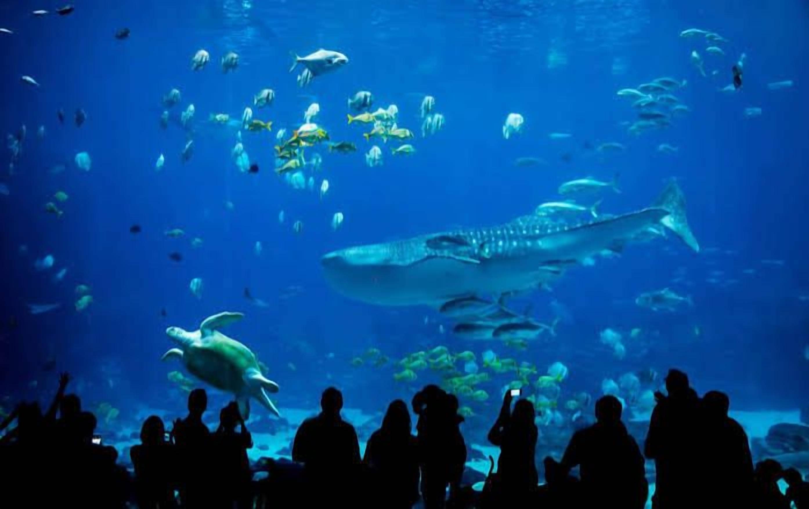 An aquarium with various marine life, including a large shark and a turtle, viewed by a crowd.