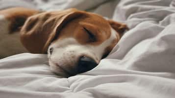 A dog sleeping on a bed with white bedding.