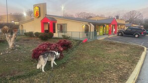 Un hotel Super 8 con entrada roja, estacionamiento y un área verde con un perro.