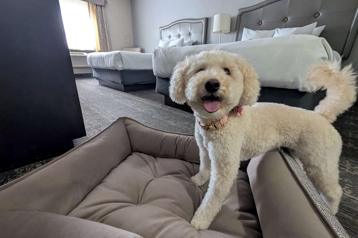 standard room, 2 queen beds, non smoking, refrigerator & microwave (pet friendly) | 1 bedroom, iron/ironing board, rollaway beds, internet