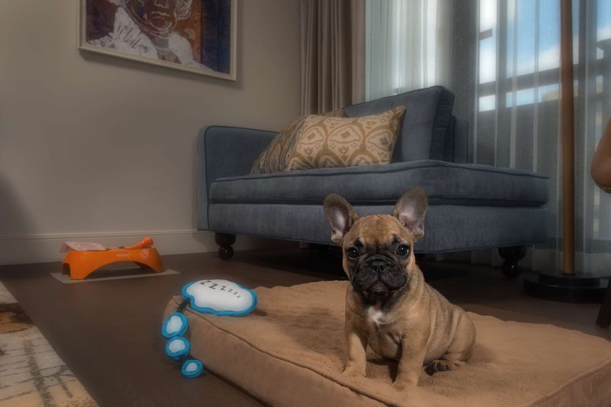 A dog on a beige pet bed in a living room with a blue sofa, a patterned cushion, and a window with curtains.