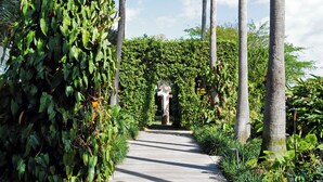 Un sendero de madera bordeado por altas palmeras y abundante vegetación, que conduce a un edificio de fachada blanca.