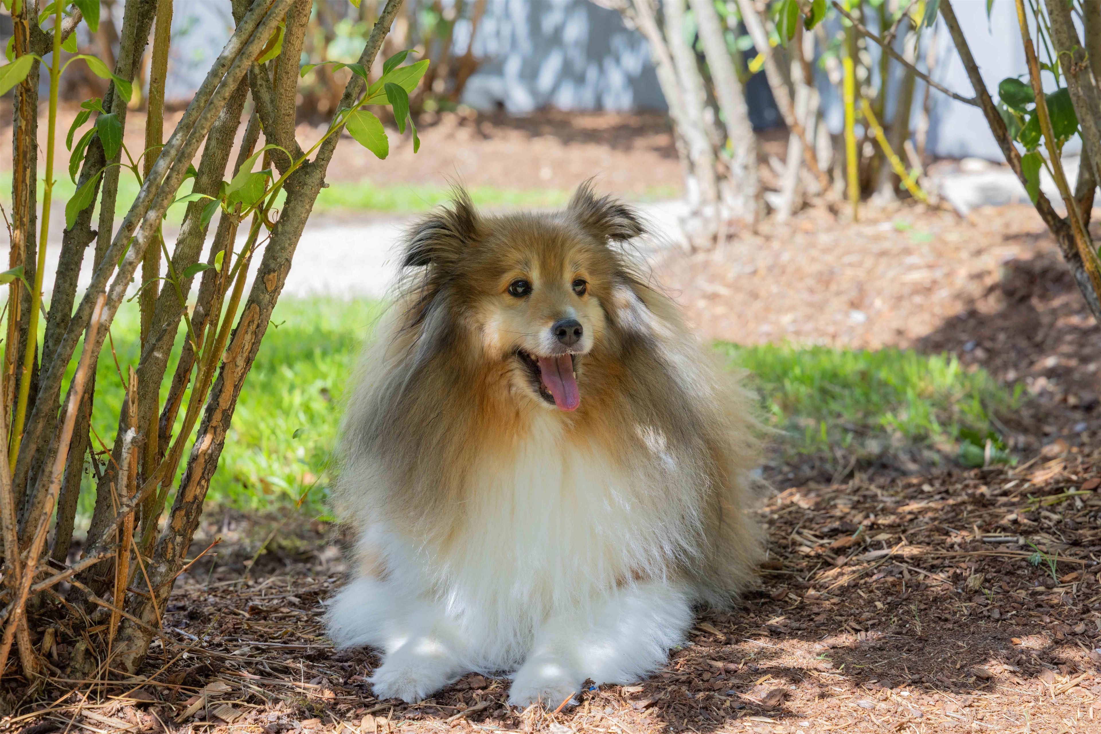 A dog sitting on a ground covered with mulch and small plants, surrounded by trees and shrubs.