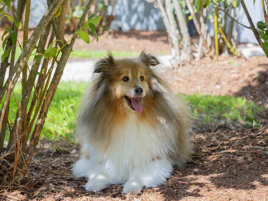 A dog sitting on a ground covered with mulch and small plants, surrounded by trees and shrubs.