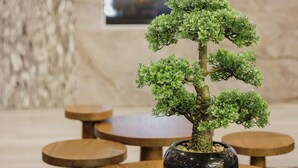 A round wooden table with a bonsai tree in a black pot. - Hotel Trilogy Albany Airport, Tapestry Collection by Hilton (Latham)