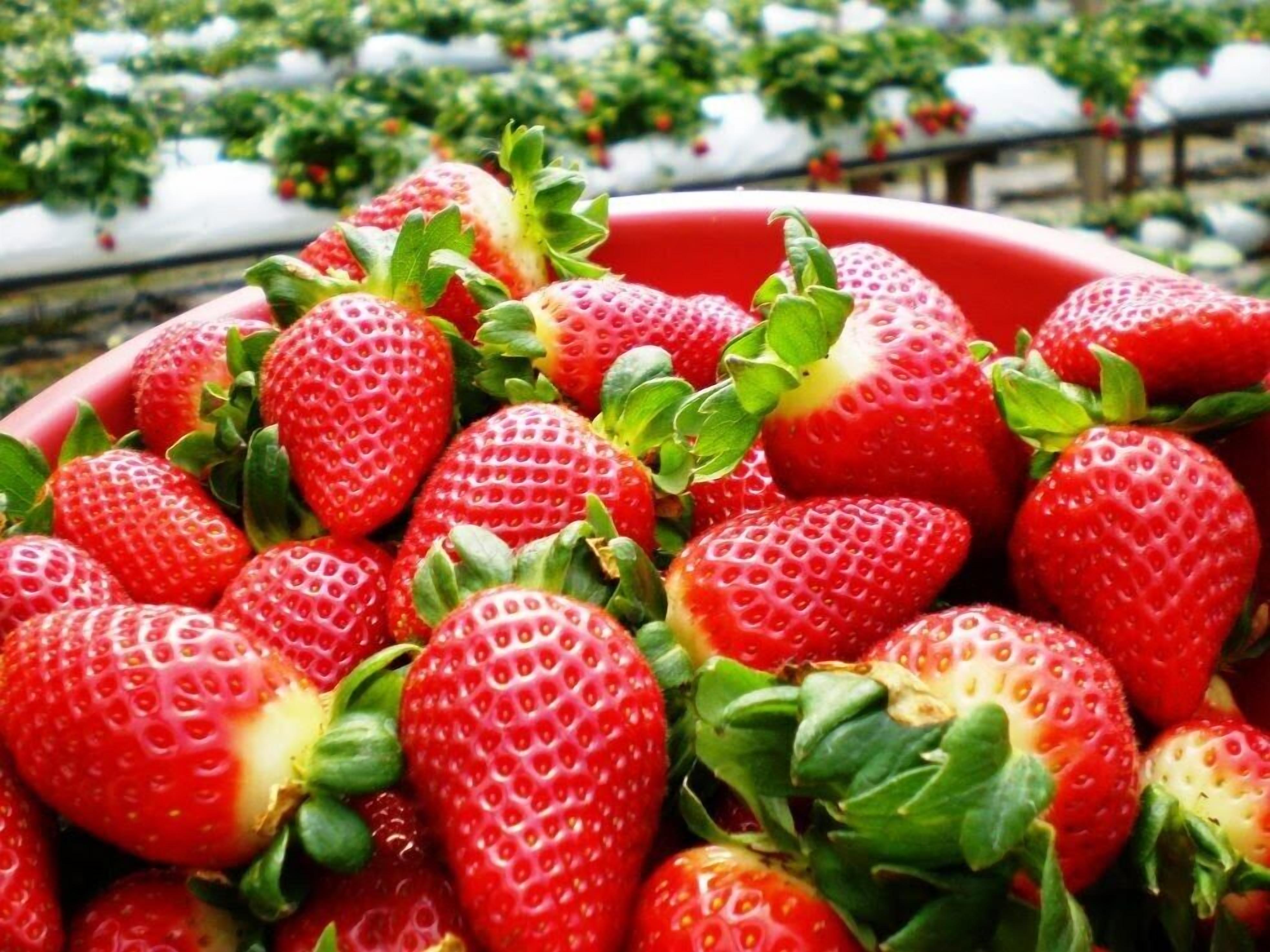 A bowl filled with fresh strawberries.