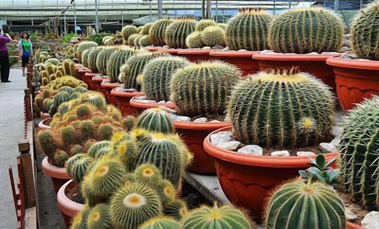 A variety of cacti in terracotta pots arranged in rows, likely in a plant nursery or garden center.