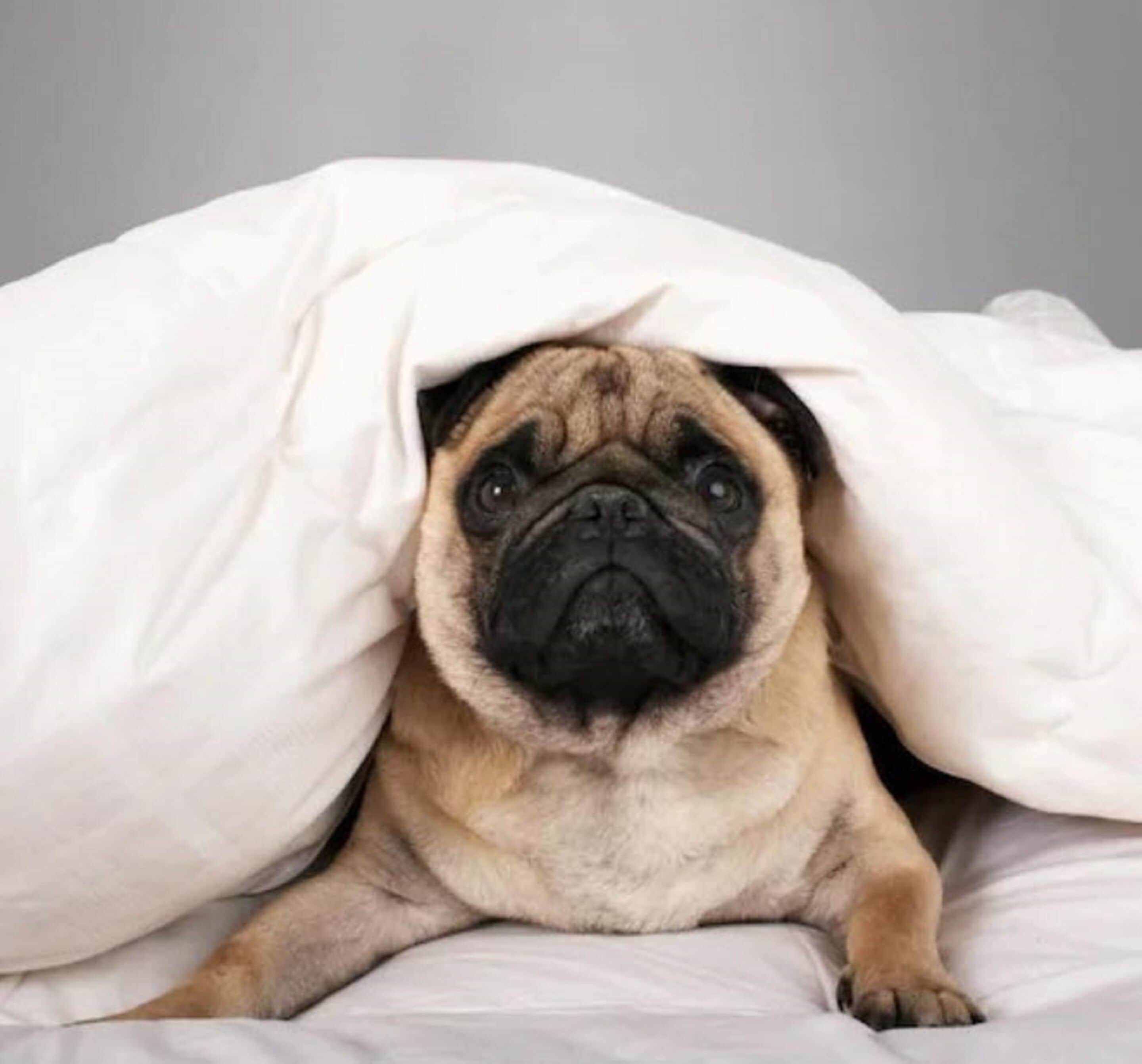 suite, 1 bedroom, non smoking (pet friendly) | 1 bedroom, hypo-allergenic bedding, desk, blackout curtains