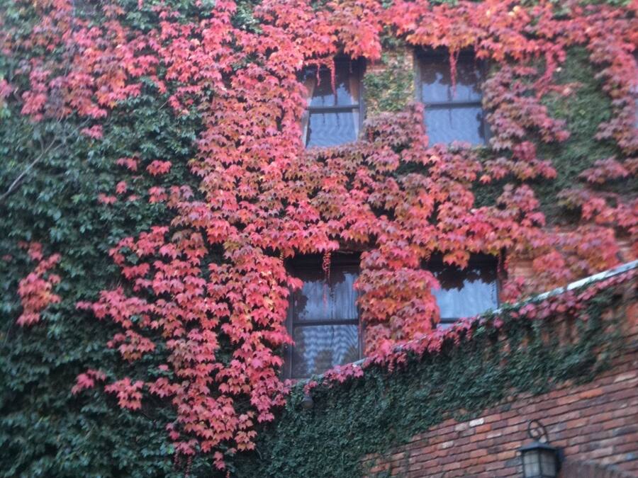 Um edifício com paredes cobertas de hera e janelas.