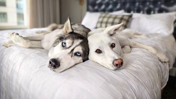 Pet-friendly amenities