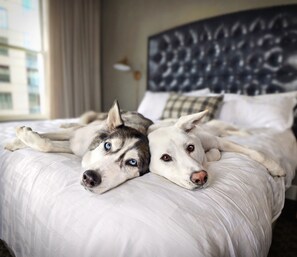 Two dogs lying on a bed with a headboard and a pillow. - Hotel Teatro (Denver)