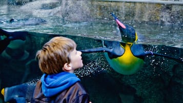A person observing a penguin in an aquarium.