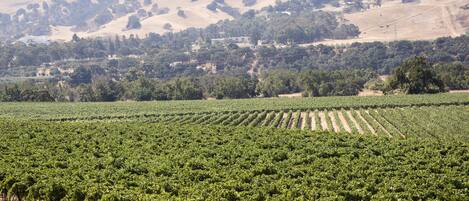 Een wijngaard met rijen druivenranken en een heuvellandschap op de achtergrond.