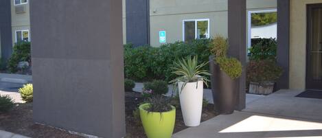 Un edificio con ingresso accessibile in sedia a rotelle, grandi piante in vaso e un viale in cemento.