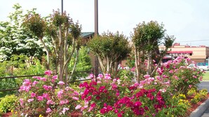 A landscaped garden with various flowering plants and trees. - Quality Inn Clinton - Knoxville North (Clinton)