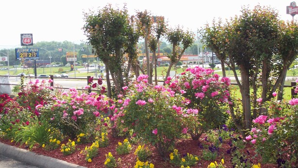 A roadside flower bed with pink and yellow flowers, trees, and a road with a curb.