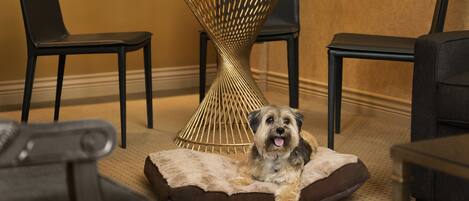 A dog lying on a brown pet bed in a room with black chairs and a gold-colored table.