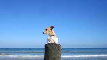 Pet-friendly