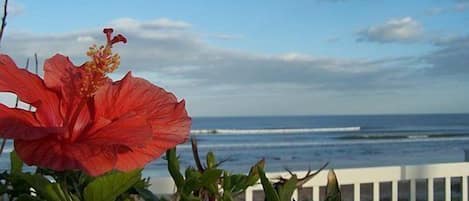 A hibiscus flower in the foreground with a view of the ocean and a clear sky in the background.