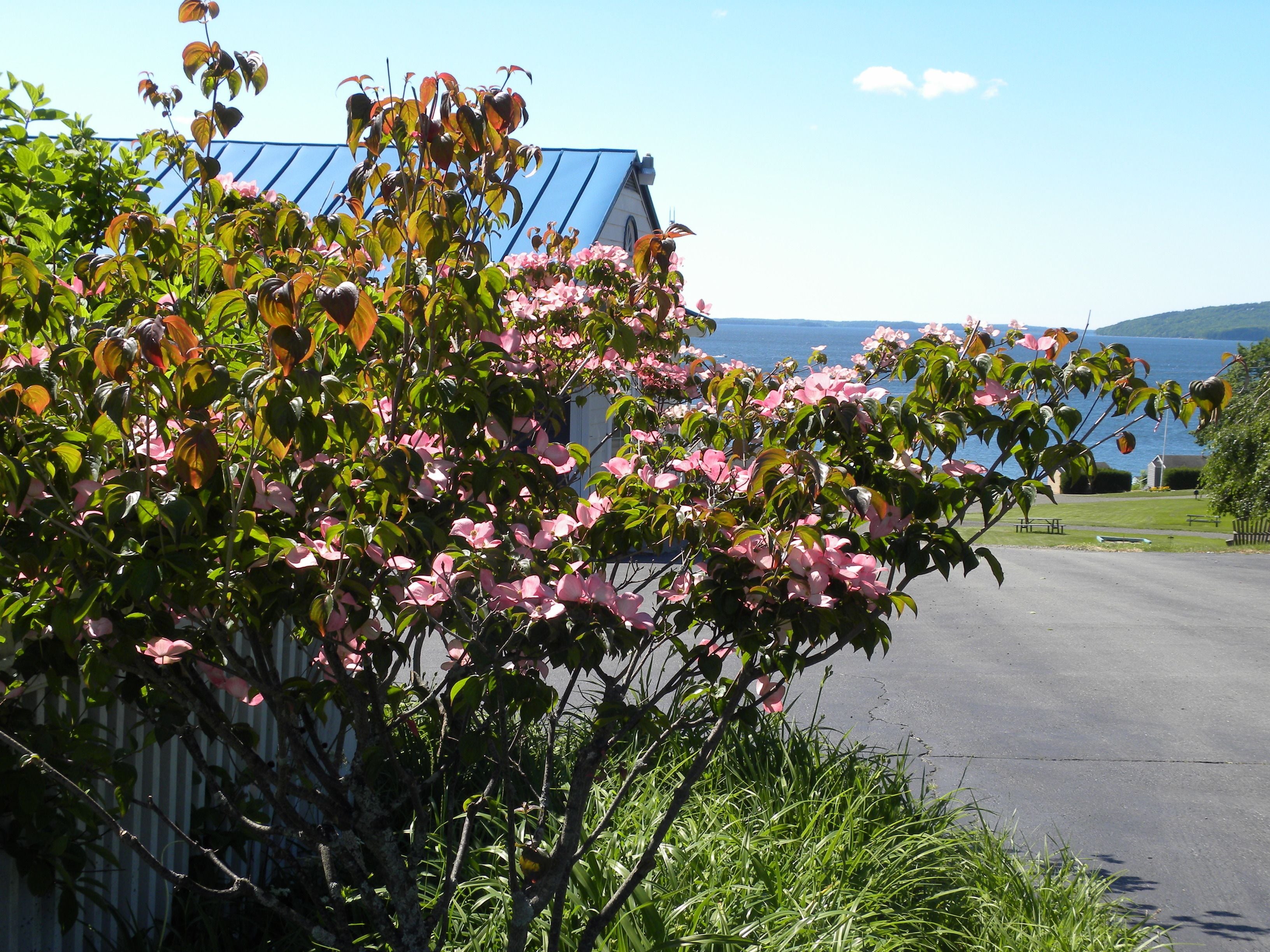 A building with a blue roof and a view of the sea.