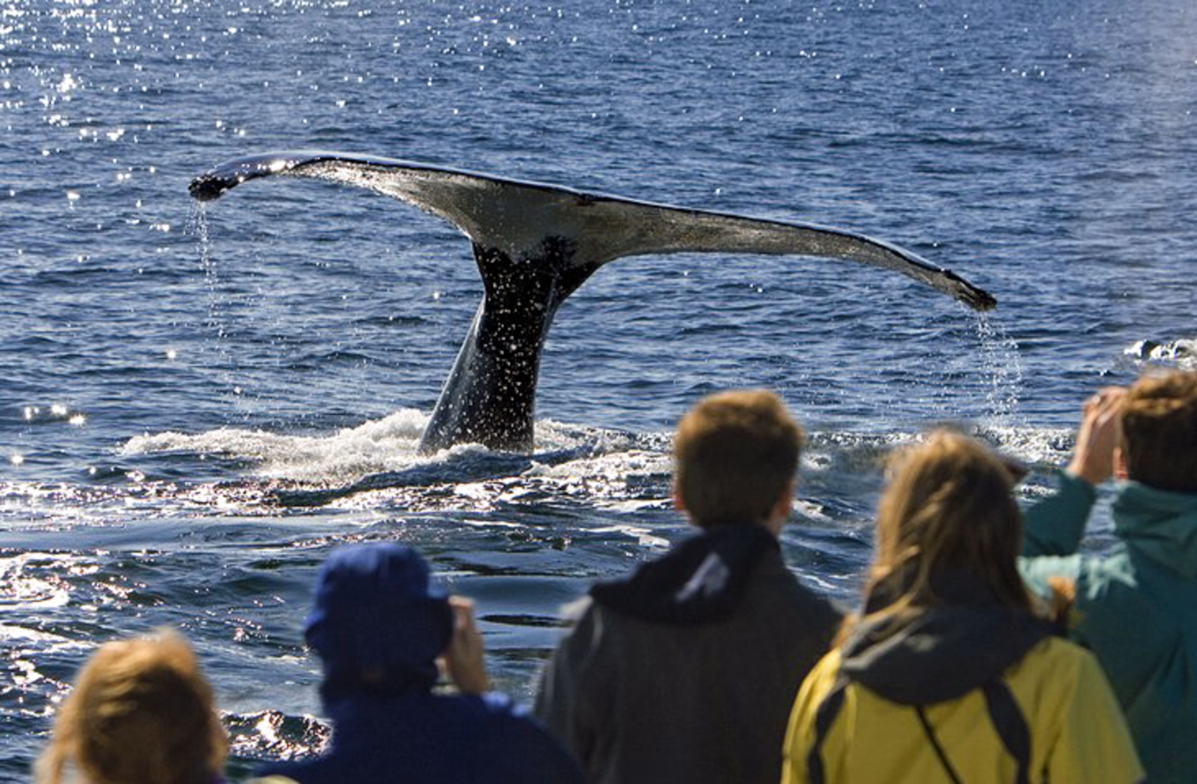 On voit la queue d’une baleine sortir de l’eau, projetant des éclaboussures, tandis que des personnes se tiennent au premier plan et observent la scène.