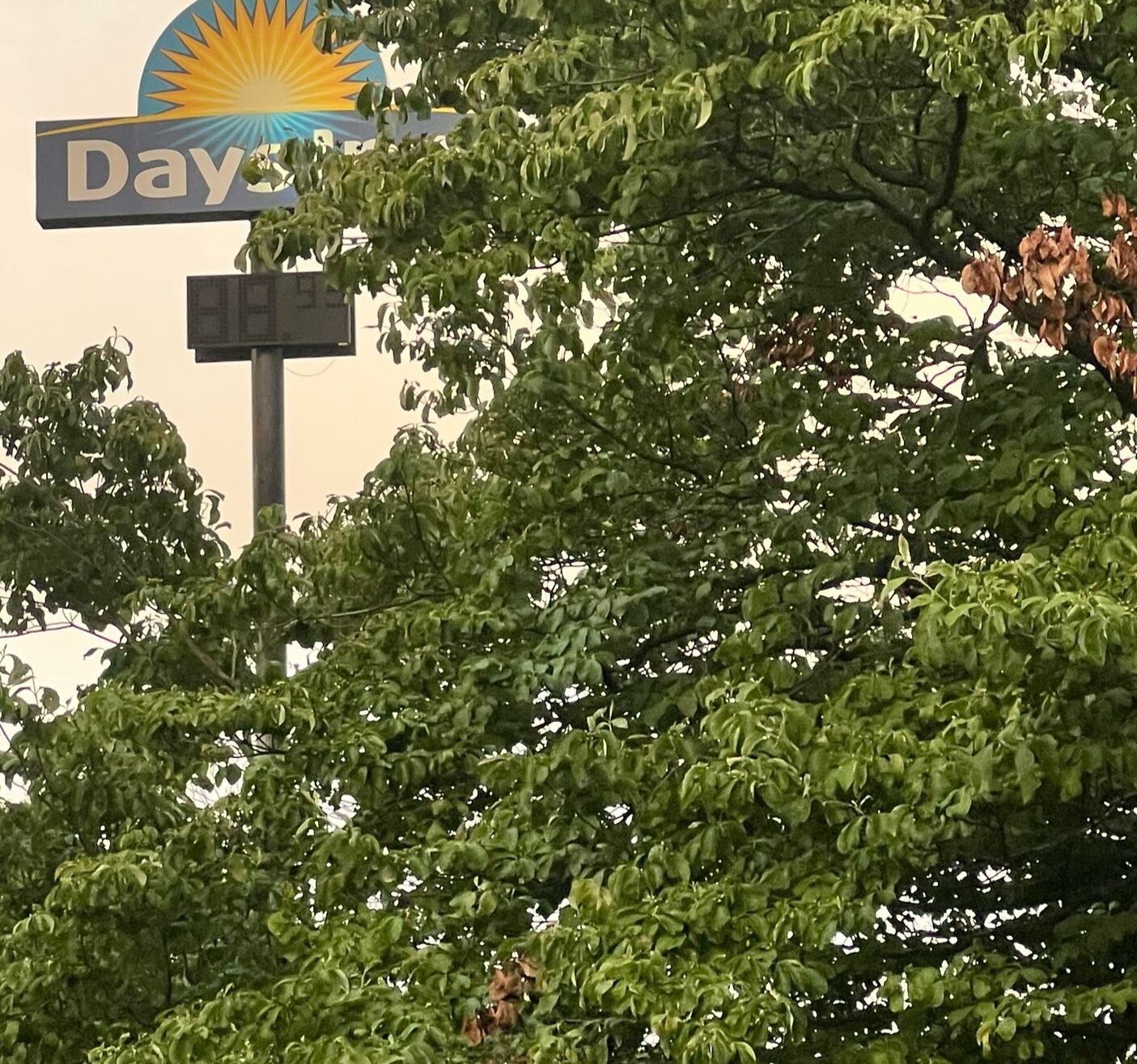 Placa de posto de combustível com um emblema de sol e a palavra 'Days' parcialmente escondida por galhos de árvore.
