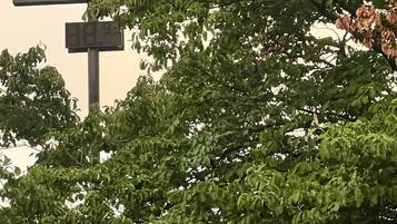 Placa de posto de combustível com um emblema de sol e a palavra 'Days' parcialmente escondida por galhos de árvore.