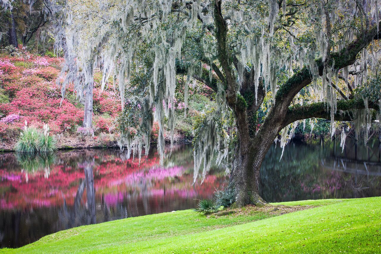 A serene pond with a large tree in the foreground, surrounded by lush greenery and pink azaleas.