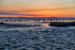 A beach scene with waves and birds at sunset. - Kalaloch Lodge (Forks)