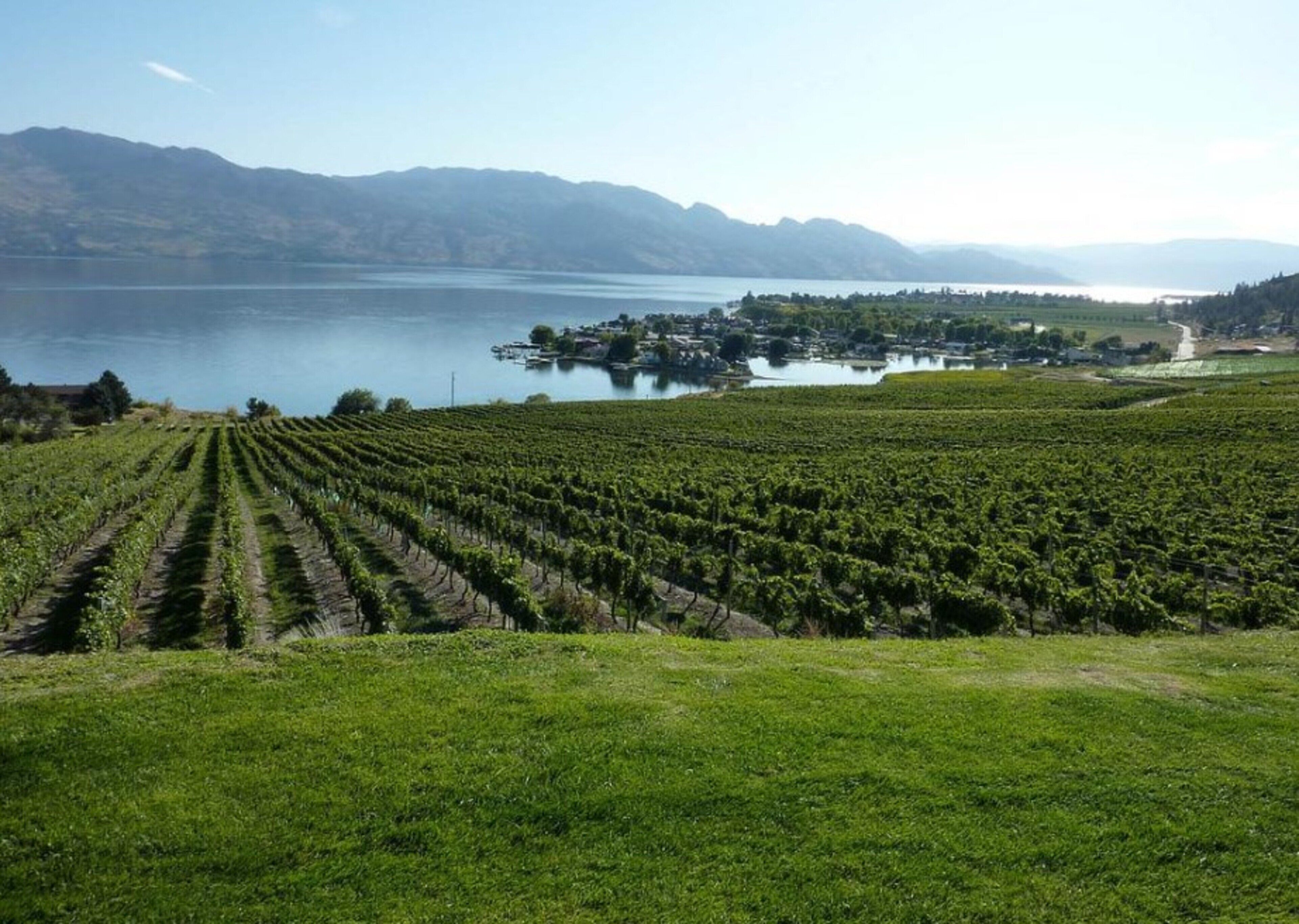A vineyard with rows of grapevines and a lake in the background.