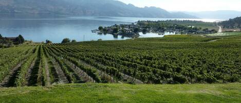 Viñedo con hileras de vid y un lago al fondo.