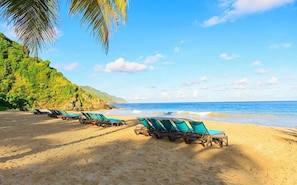 A beach with rows of sun loungers and a palm tree.