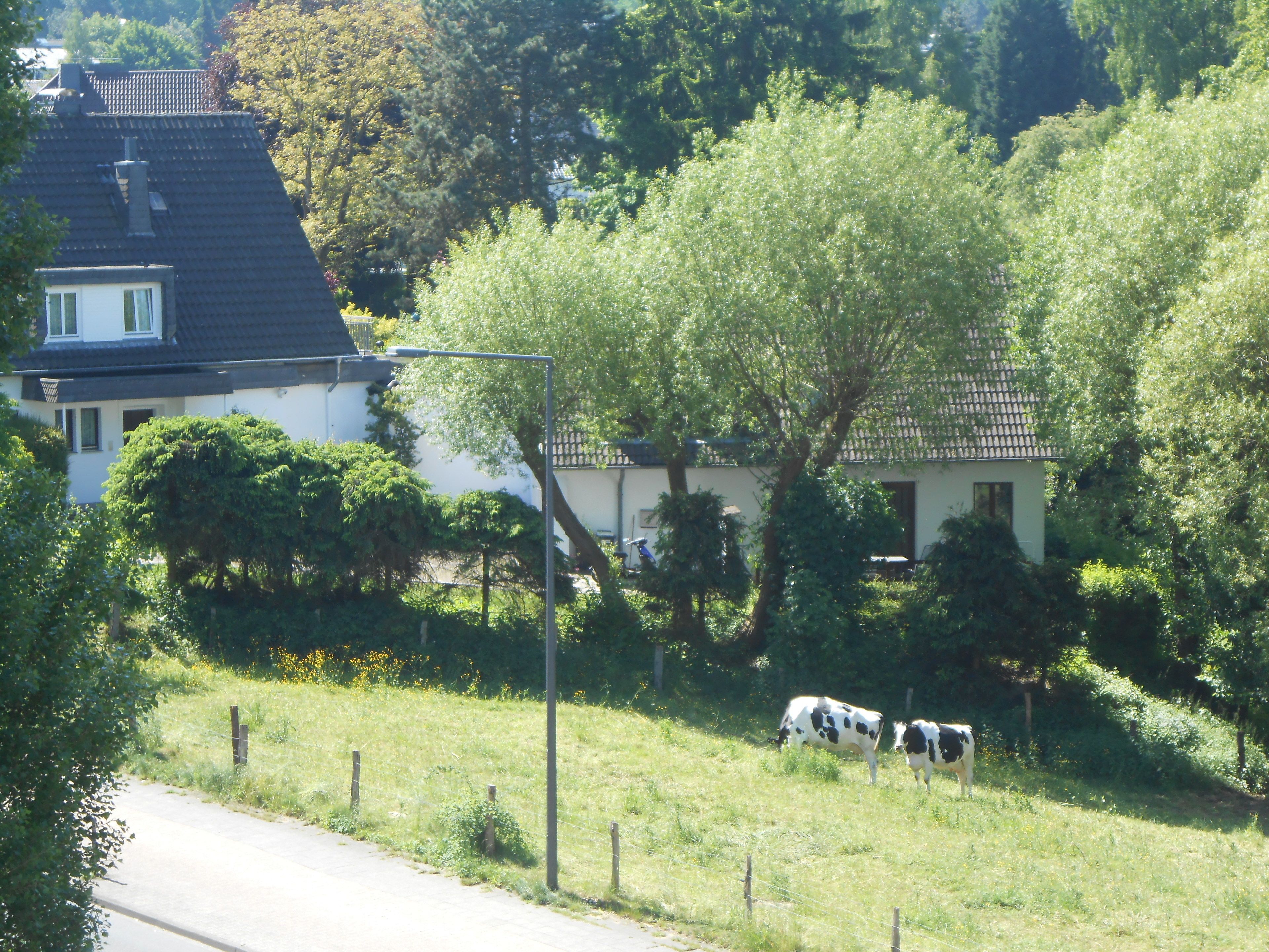 A rural landscape with a house, trees, and two cows grazing.