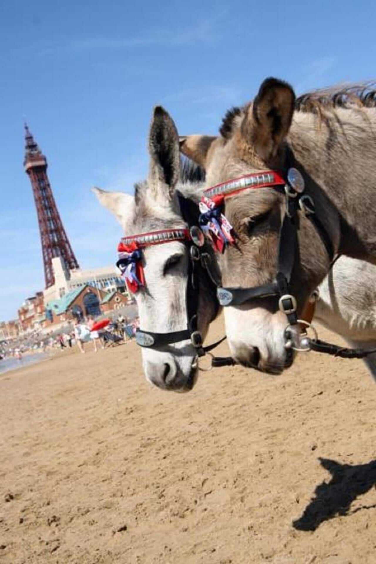 Photo - The Savoy Hotel