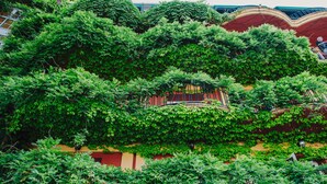 Un edificio con fachada roja y amarilla, parcialmente cubierta de hiedra verde densa.