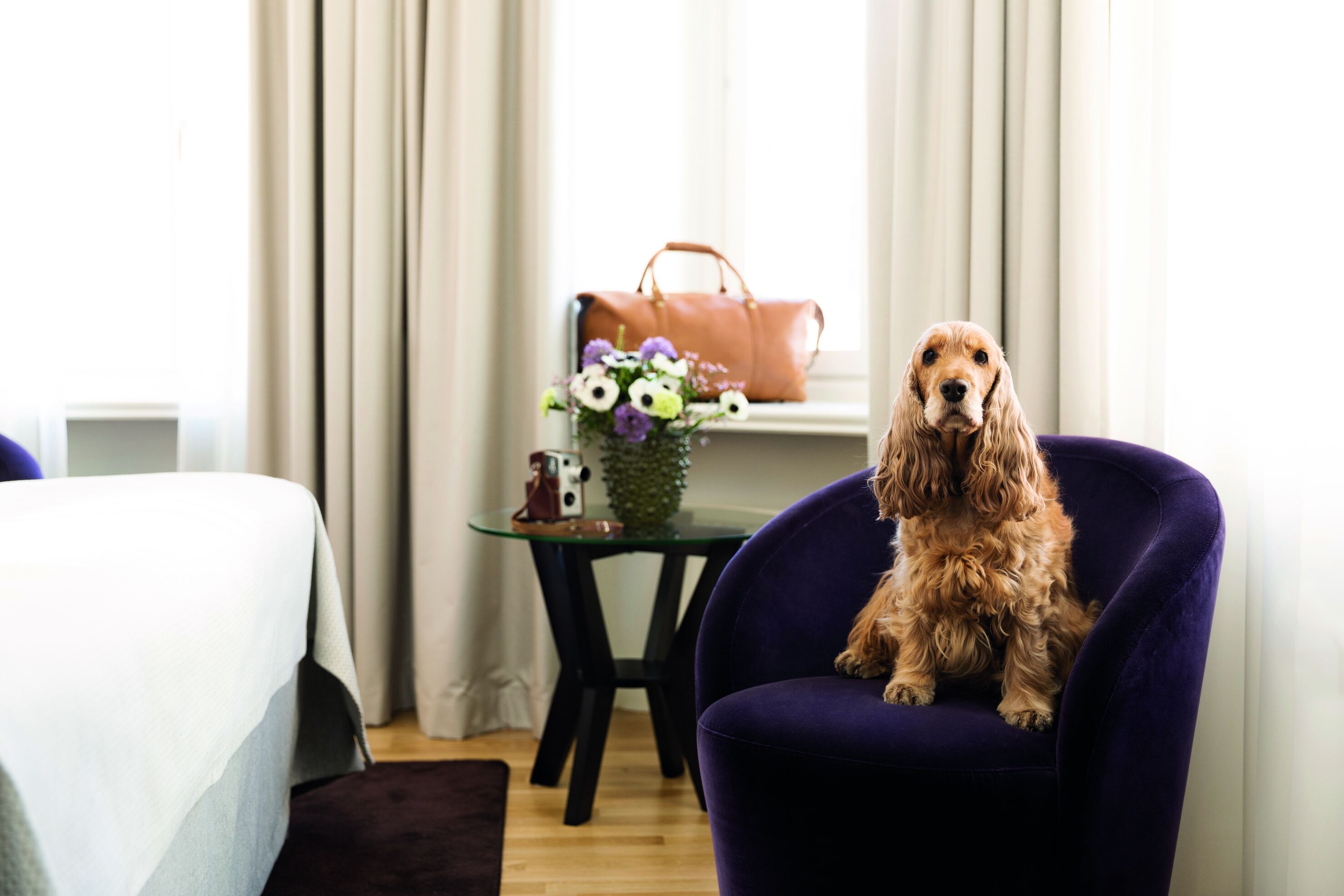A dog sitting on a purple chair in a hotel room with a bed, a small table with a vase of flowers, and a brown handbag on the window sill.