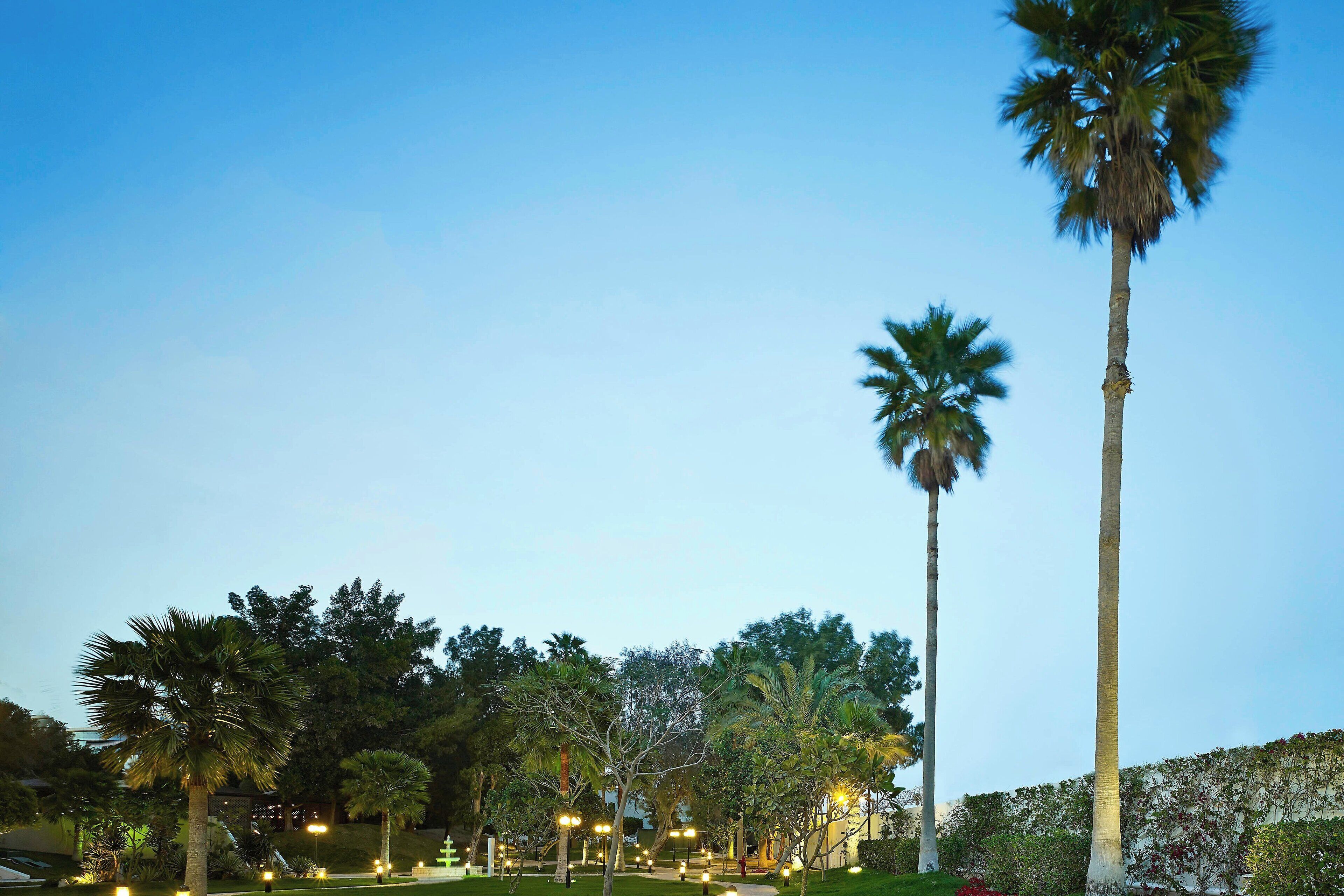 A well-lit outdoor area with palm trees and a pathway.