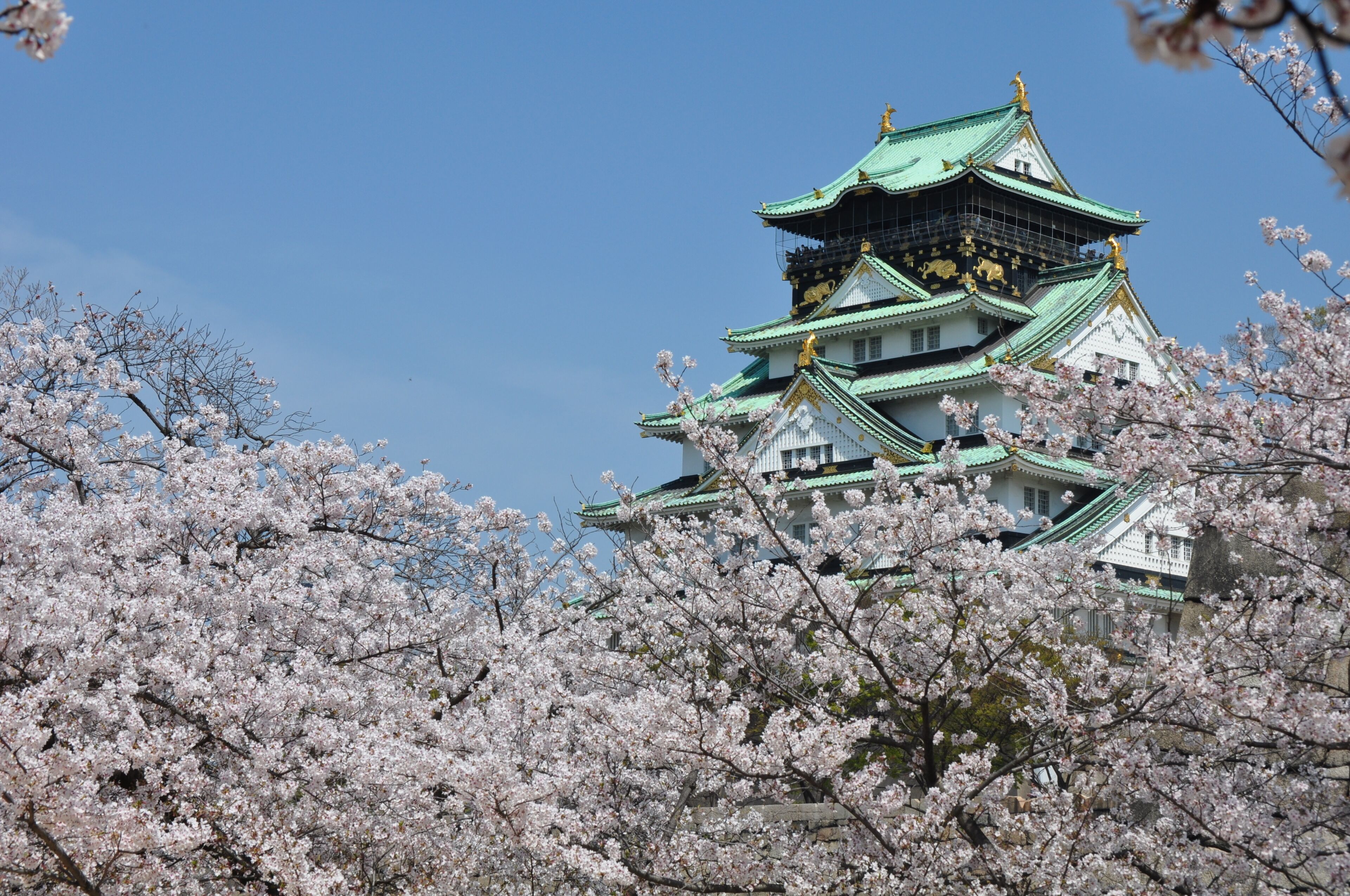 A traditional Japanese castle with multiple tiers and a green roof, surrounded by cherry blossom trees.