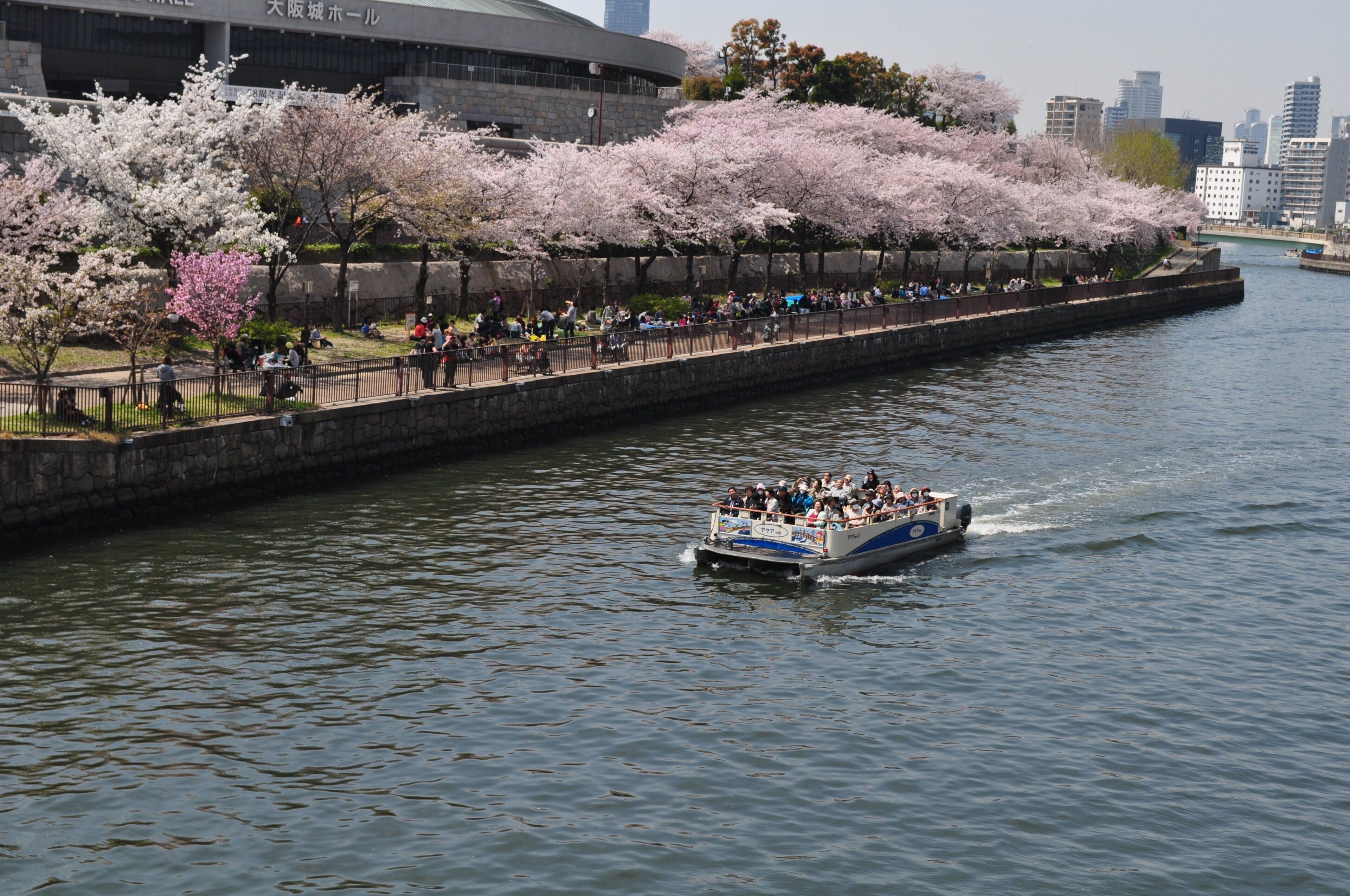 Un paseo en barco por un río, con cerezos en flor a lo largo de la orilla.