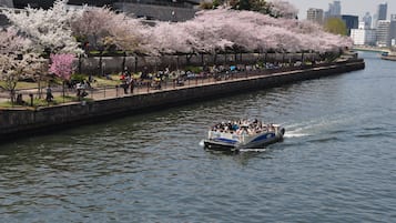 Un paseo en barco por un río, con cerezos en flor a lo largo de la orilla.