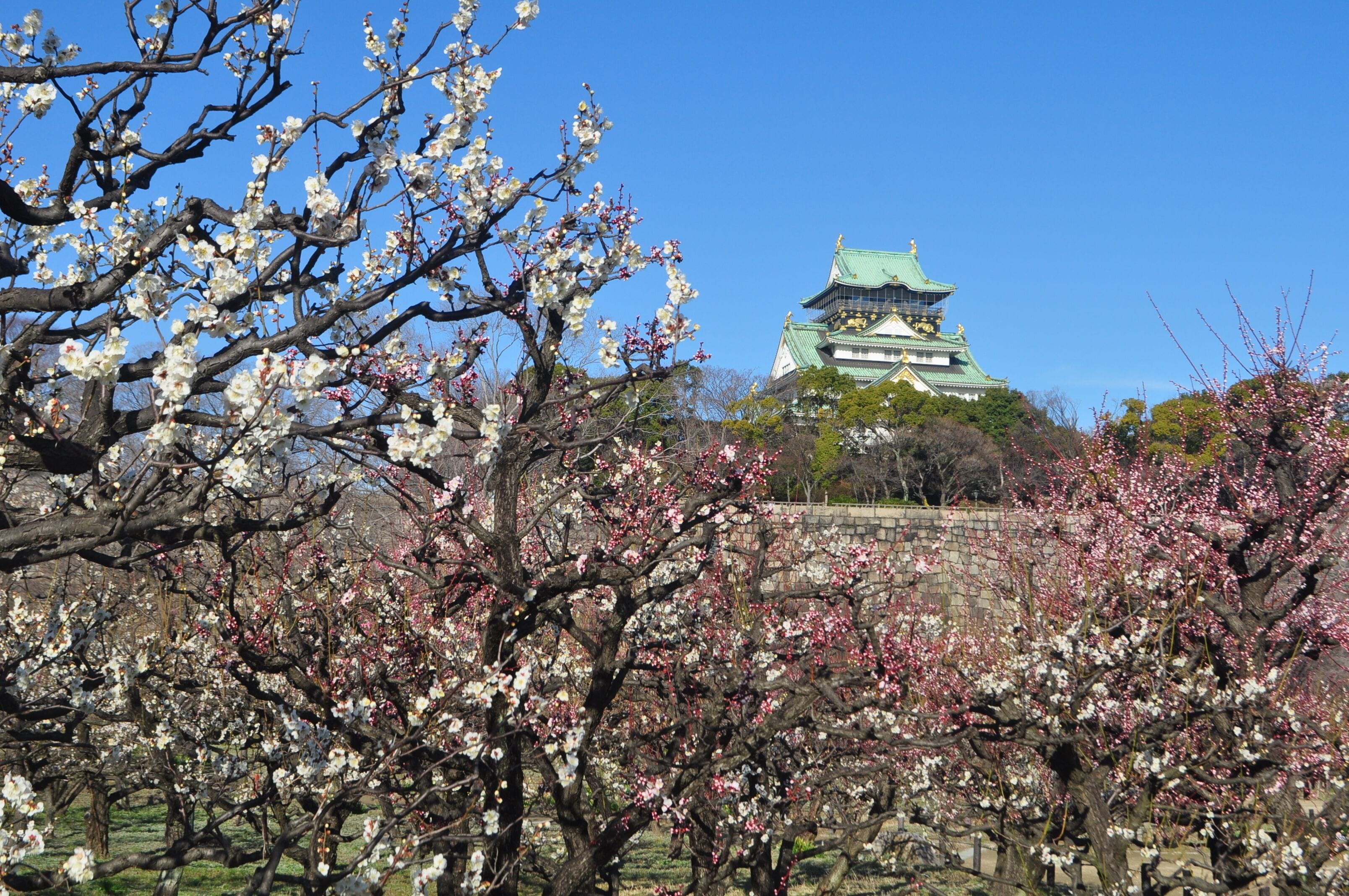 A traditional Japanese castle with a green roof and multiple tiers, surrounded by blooming cherry trees.