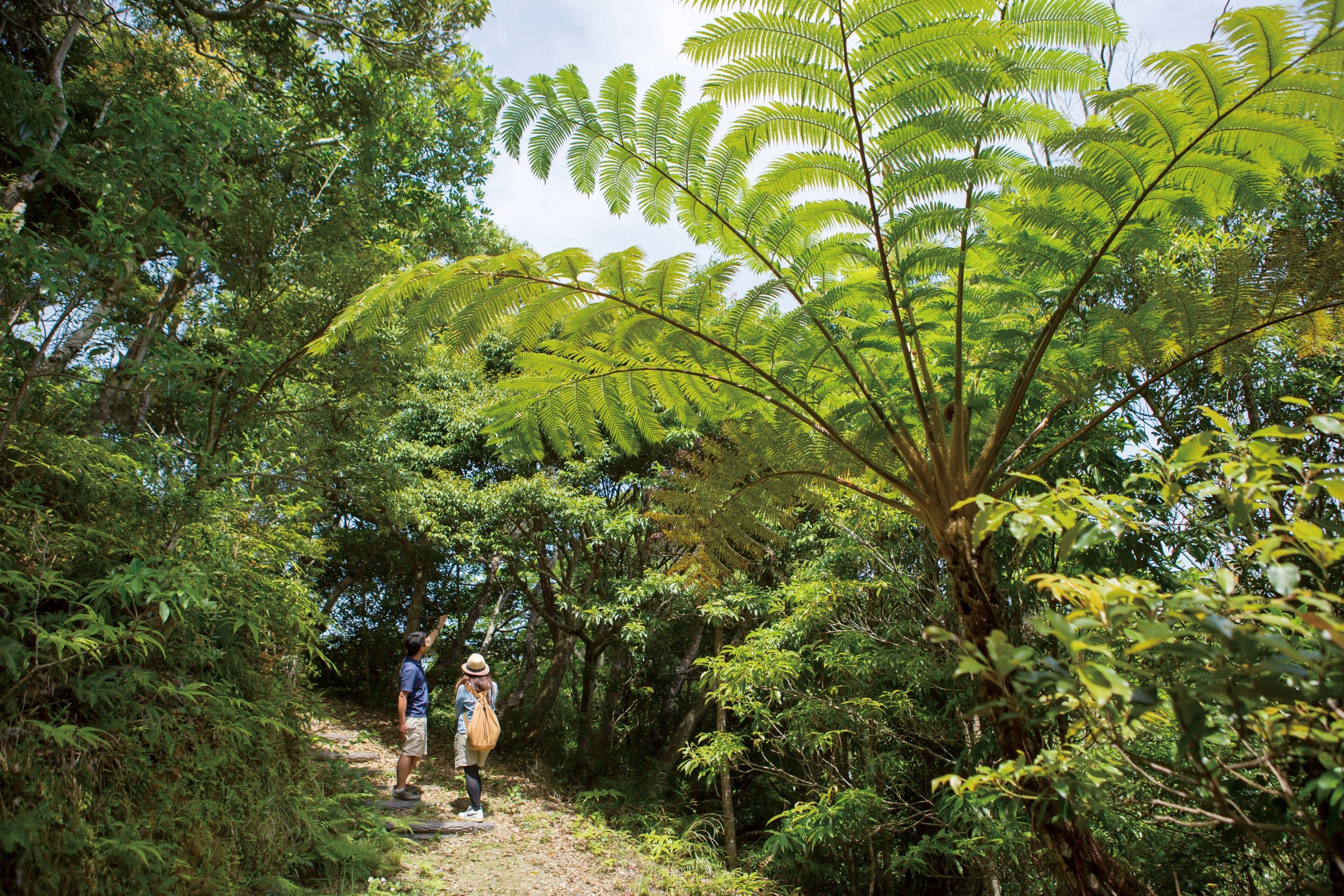 A forested path with dense green foliage and a person walking.