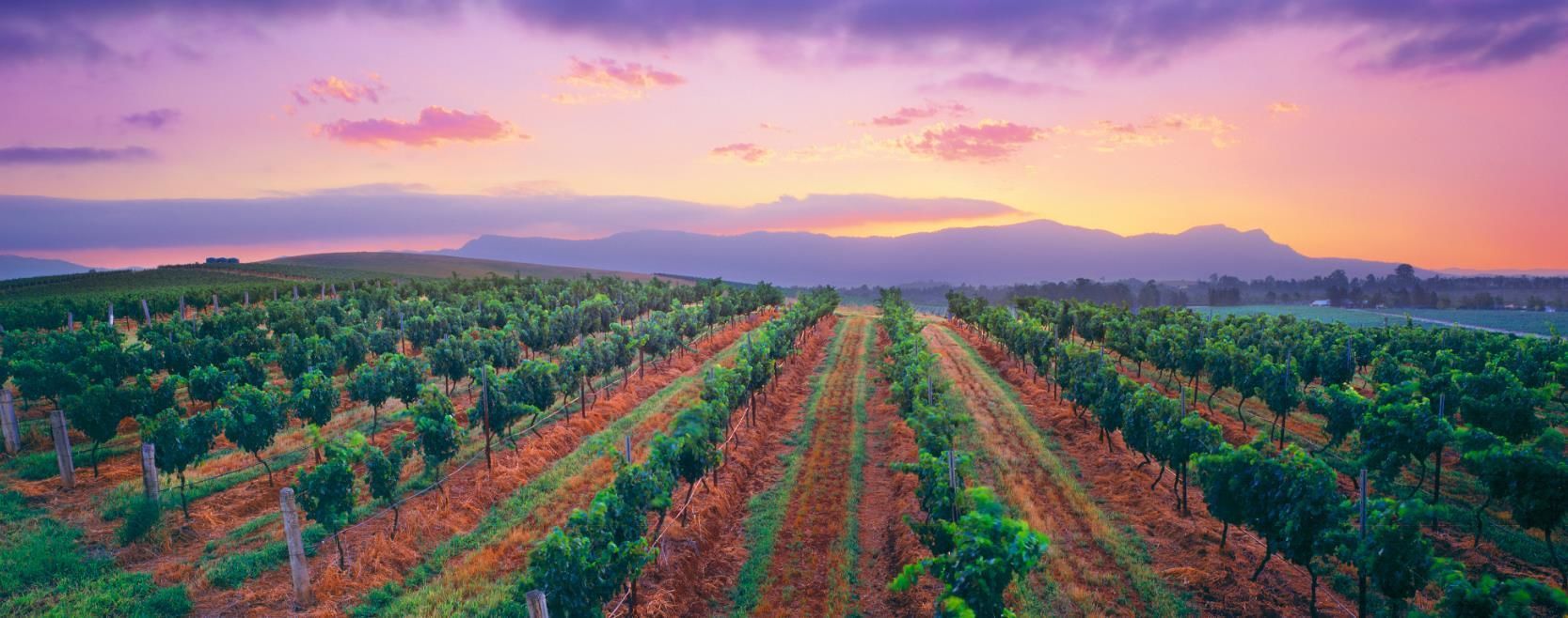 A vineyard with rows of grapevines and a distant mountain range.
