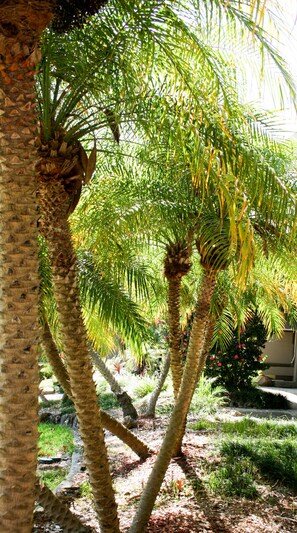 حديقة