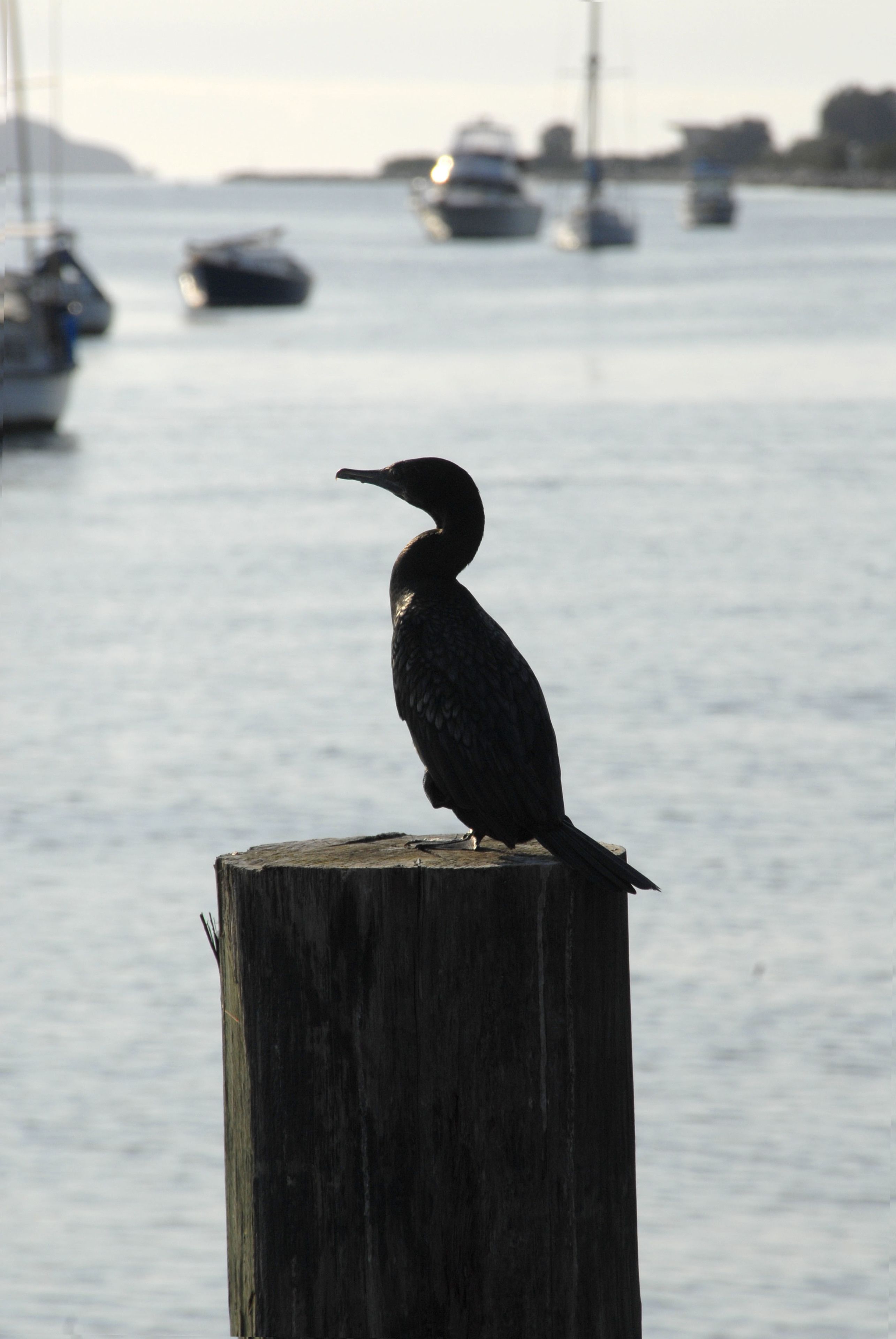 Un pájaro posado en un poste de madera junto a un cuerpo de agua, con barcos al fondo.