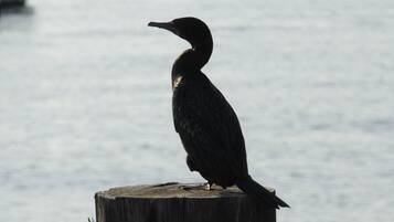 Un pájaro posado en un poste de madera junto a un cuerpo de agua, con barcos al fondo.