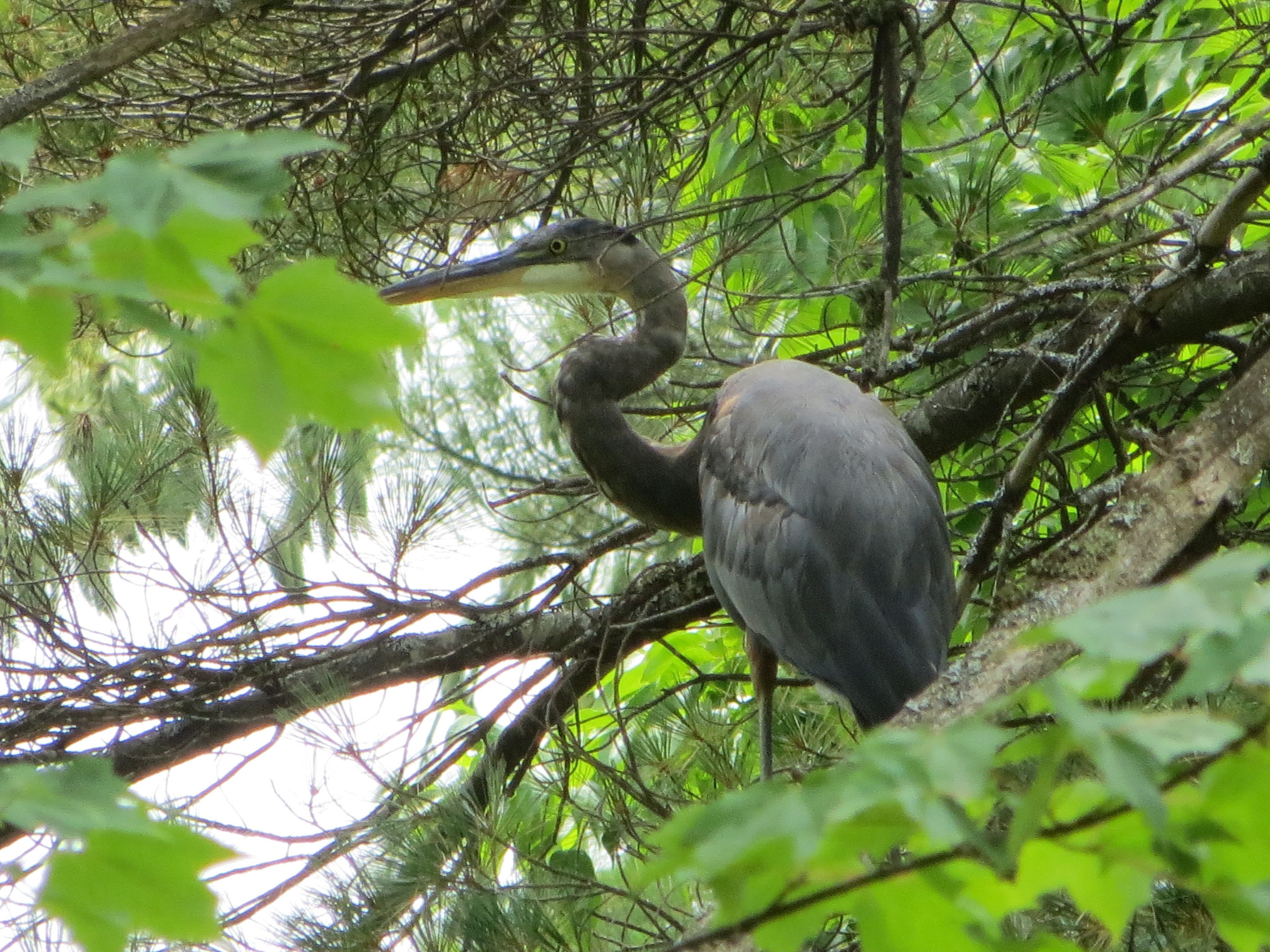 A large bird perched on a tree branch surrounded by dense foliage.