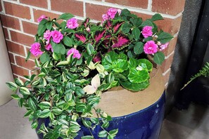 A potted plant with pink flowers and variegated leaves against a brick wall.