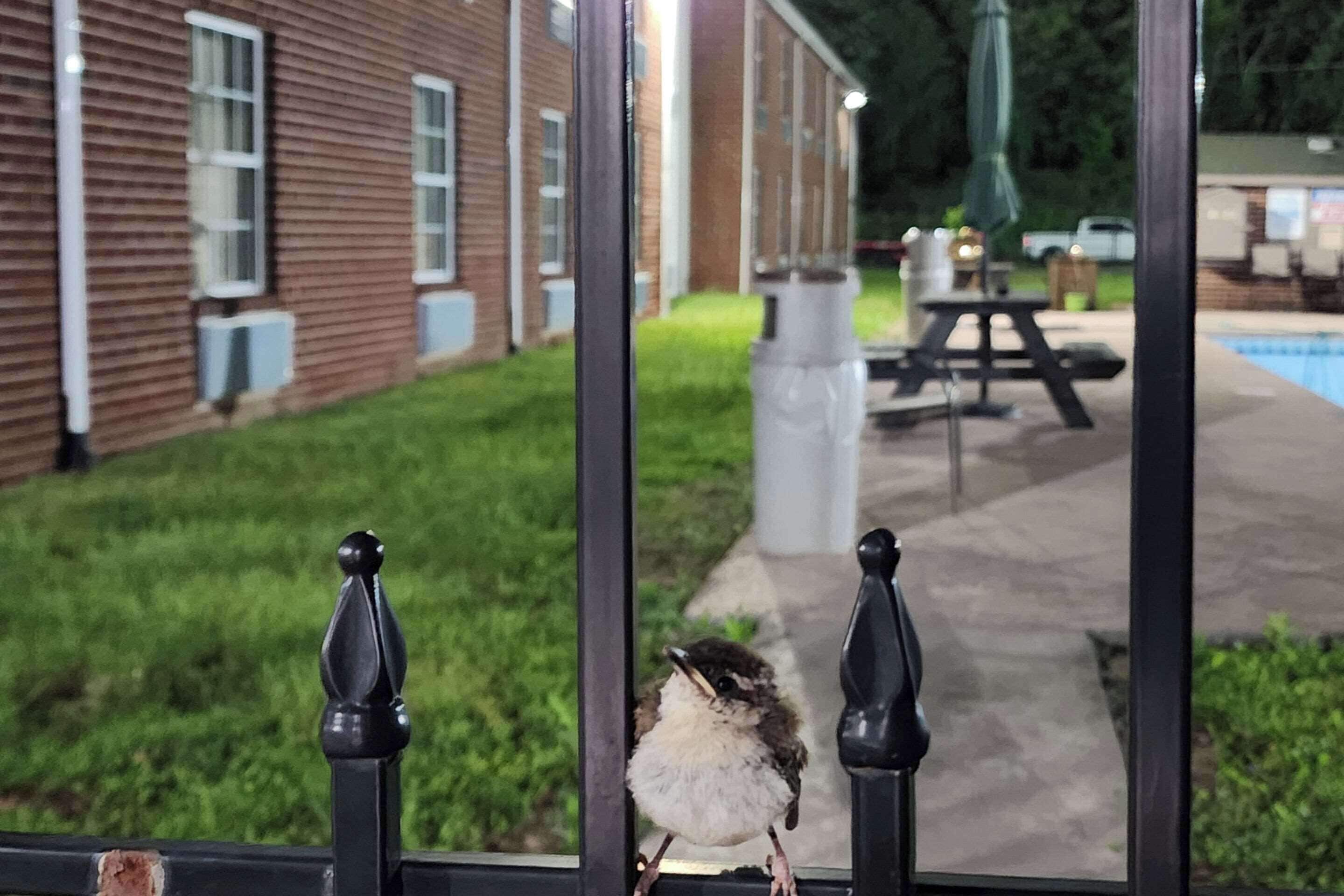 A bird perched on a fence with a building and a pool in the background.